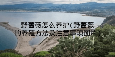 野蔷薇怎么养护(野蔷薇的养殖方法及注意事项图片)