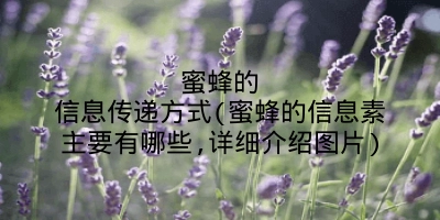 蜜蜂的信息传递方式(蜜蜂的信息素主要有哪些,详细介绍图片)