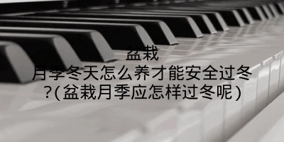 盆栽月季冬天怎么养才能安全过冬?(盆栽月季应怎样过冬呢)