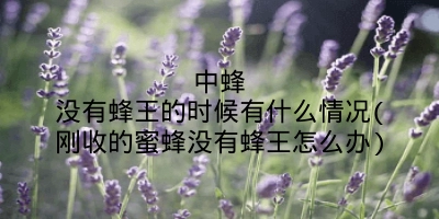 中蜂没有蜂王的时候有什么情况(刚收的蜜蜂没有蜂王怎么办)