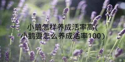 小鹅怎样养成活率高(小鹅要怎么养成活率100)