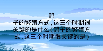 鸽子的繁殖方式,这三个时期很关键的是什么(鸽子的繁殖方式,这三个时期很关键的是)