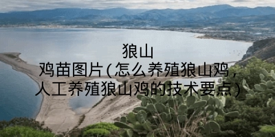 狼山鸡苗图片(怎么养殖狼山鸡,人工养殖狼山鸡的技术要点)