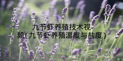 九节虾养殖技术视频(九节虾养殖温度与盐度)