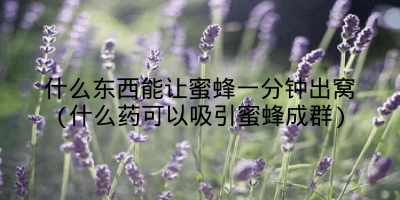 什么东西能让蜜蜂一分钟出窝(什么药可以吸引蜜蜂成群)