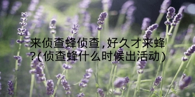 来侦查蜂侦查,好久才来蜂?(侦查蜂什么时候出活动)