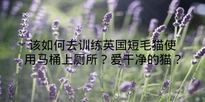 该如何去训练英国短毛猫使用马桶上厕所？爱干净的猫？