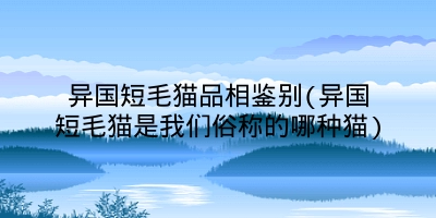 异国短毛猫品相鉴别(异国短毛猫是我们俗称的哪种猫)