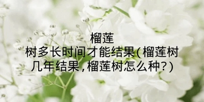 榴莲树多长时间才能结果(榴莲树几年结果,榴莲树怎么种?)