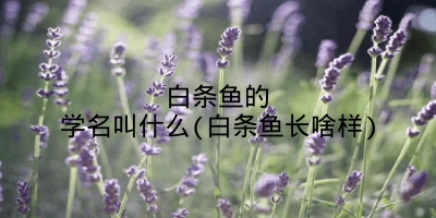 白条鱼的学名叫什么(白条鱼长啥样)