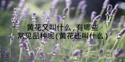 黄花又叫什么,有哪些常见品种呢(黄花还叫什么)