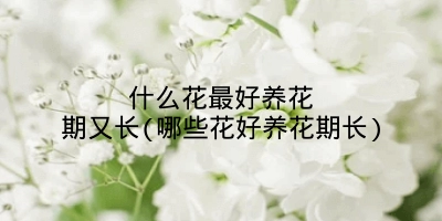 什么花最好养花期又长(哪些花好养花期长)