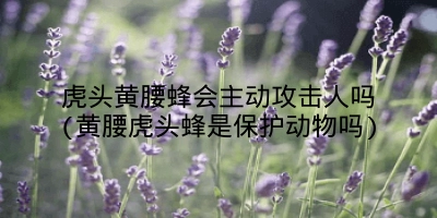 虎头黄腰蜂会主动攻击人吗(黄腰虎头蜂是保护动物吗)