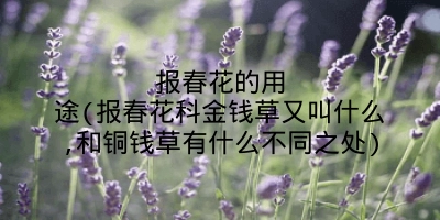 报春花的用途(报春花科金钱草又叫什么,和铜钱草有什么不同之处)