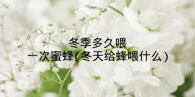 冬季多久喂一次蜜蜂(冬天给蜂喂什么)