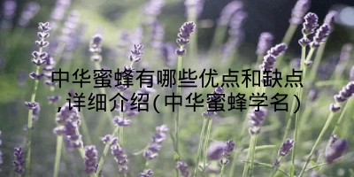 中华蜜蜂有哪些优点和缺点,详细介绍(中华蜜蜂学名)