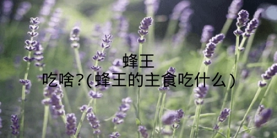 蜂王吃啥?(蜂王的主食吃什么)