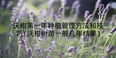 沃柑第一年种植管理方法和技巧(沃柑树苗一般几年结果)