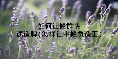 如何让蜂群快速造脾(怎样让中蜂急造王)