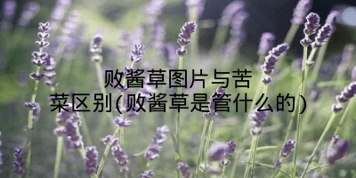 败酱草图片与苦菜区别(败酱草是管什么的)