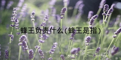 蜂王负责什么(蜂王是指)