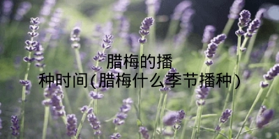 腊梅的播种时间(腊梅什么季节播种)