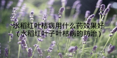 水稻红叶枯病用什么药效果好(水稻红叶子叶枯病的防治)