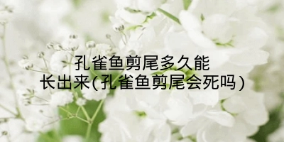 孔雀鱼剪尾多久能长出来(孔雀鱼剪尾会死吗)