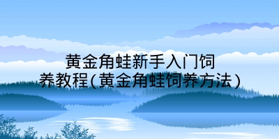 黄金角蛙新手入门饲养教程(黄金角蛙饲养方法)