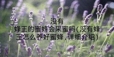 没有蜂王的蜜蜂会采蜜吗(没有蜂王怎么养好蜜蜂,详细介绍)