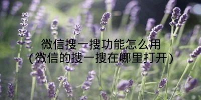 微信搜一搜功能怎么用(微信的搜一搜在哪里打开)