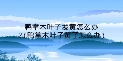 鸭掌木叶子发黄怎么办?(鸭掌木叶子黄了怎么办)