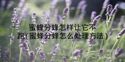 蜜蜂分蜂怎样让它不跑(蜜蜂分蜂怎么处理方法)