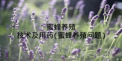 蜜蜂养殖技术及用药(蜜蜂养殖问题)