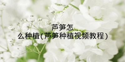 芦笋怎么种植(芦笋种植视频教程)