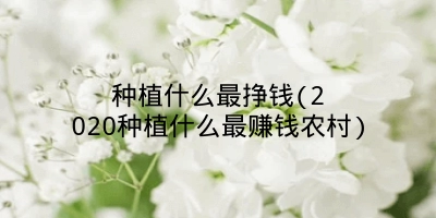 种植什么最挣钱(2020种植什么最赚钱农村)