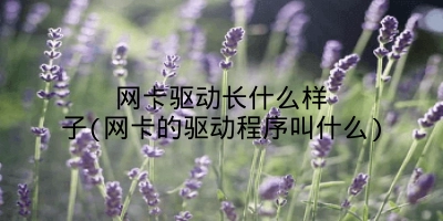 网卡驱动长什么样子(网卡的驱动程序叫什么)