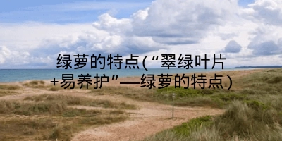 绿萝的特点(“翠绿叶片+易养护”——绿萝的特点)