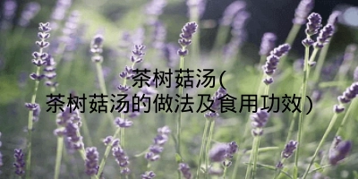 茶树菇汤(茶树菇汤的做法及食用功效)