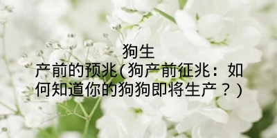狗生产前的预兆(狗产前征兆：如何知道你的狗狗即将生产？)