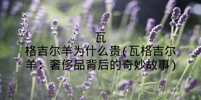瓦格吉尔羊为什么贵(瓦格吉尔羊：奢侈品背后的奇妙故事)