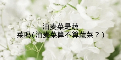 油麦菜是蔬菜吗(油麦菜算不算蔬菜？)