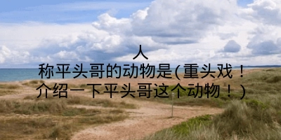 人称平头哥的动物是(重头戏！介绍一下平头哥这个动物！)