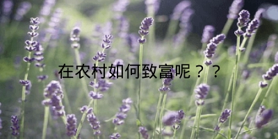 在农村如何致富呢？？